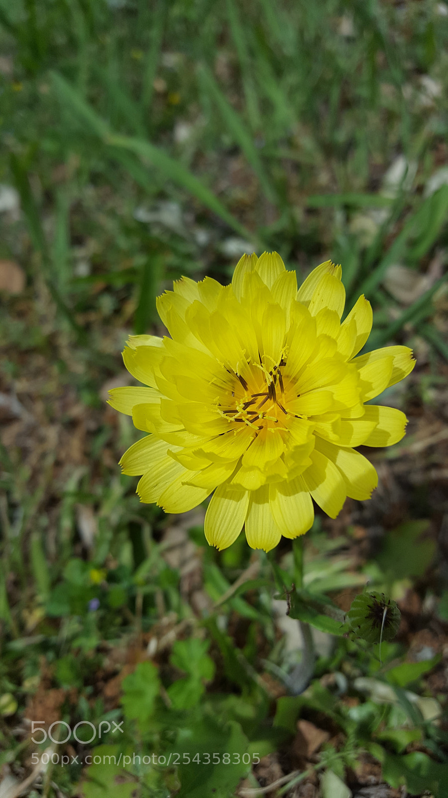 Samsung Galaxy S6 sample photo. Simply yellow photography
