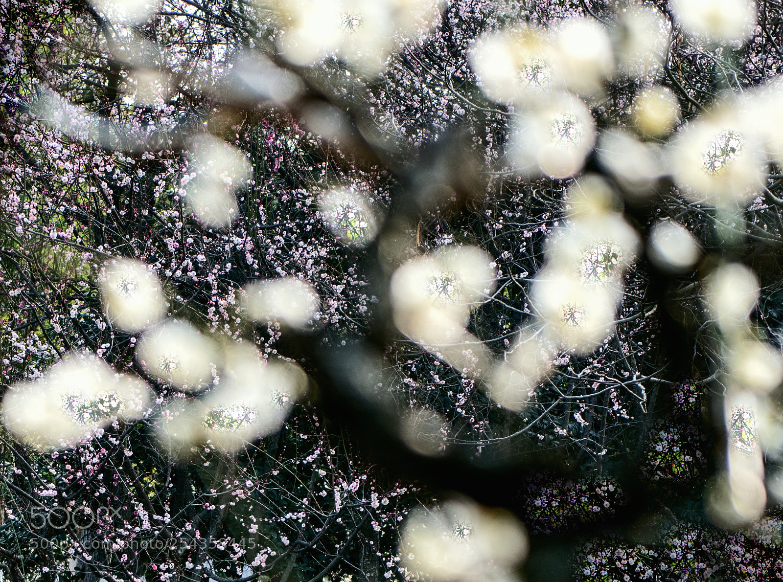 Nikon D850 sample photo. Untitled photography