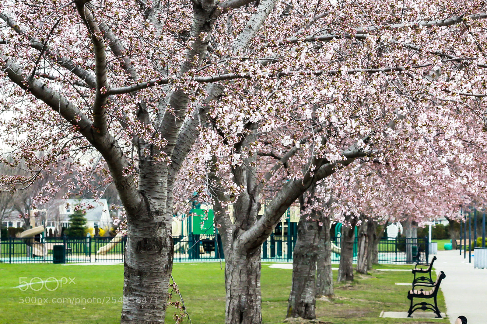 Canon EOS 50D sample photo. Cherry blossom trees photography