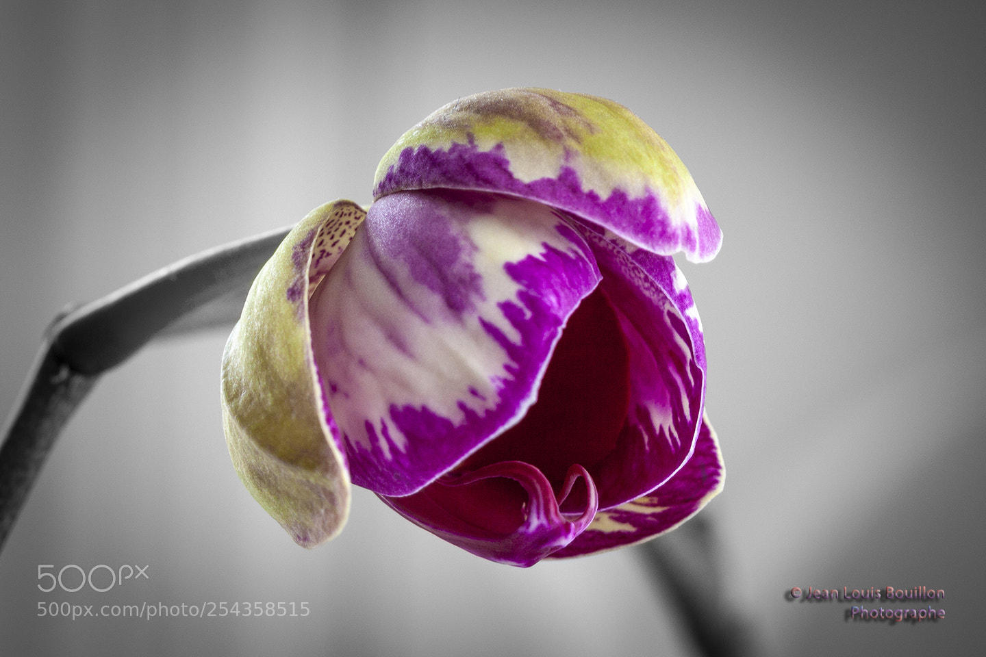 Canon EOS 50D sample photo. My phalaenopsis photography