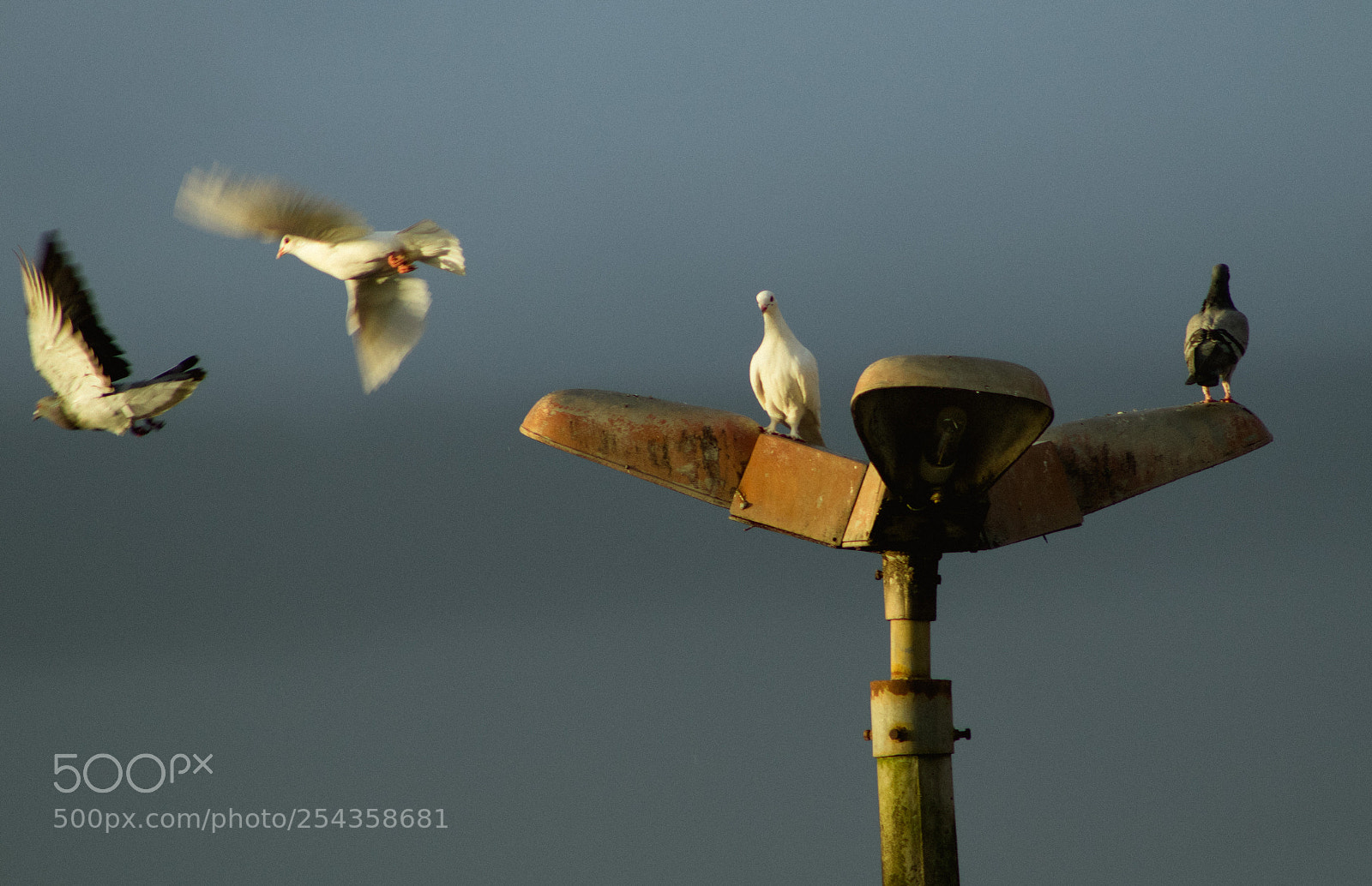 Canon EOS 800D (EOS Rebel T7i / EOS Kiss X9i) sample photo. Bird photography