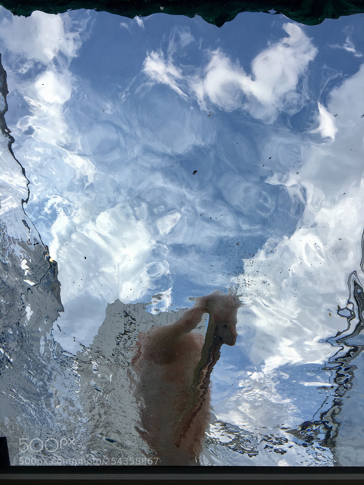 Apple iPhone 6s sample photo. White pelican photography
