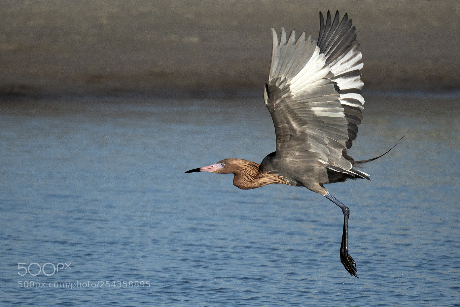 Olympus OM-D E-M1 Mark II sample photo. Reddish egret photography