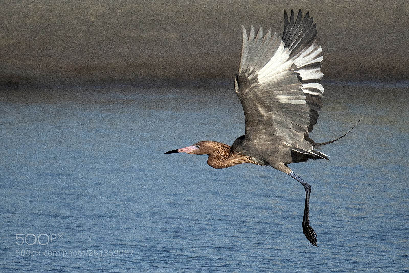 Olympus OM-D E-M1 Mark II sample photo. Reddish egret photography