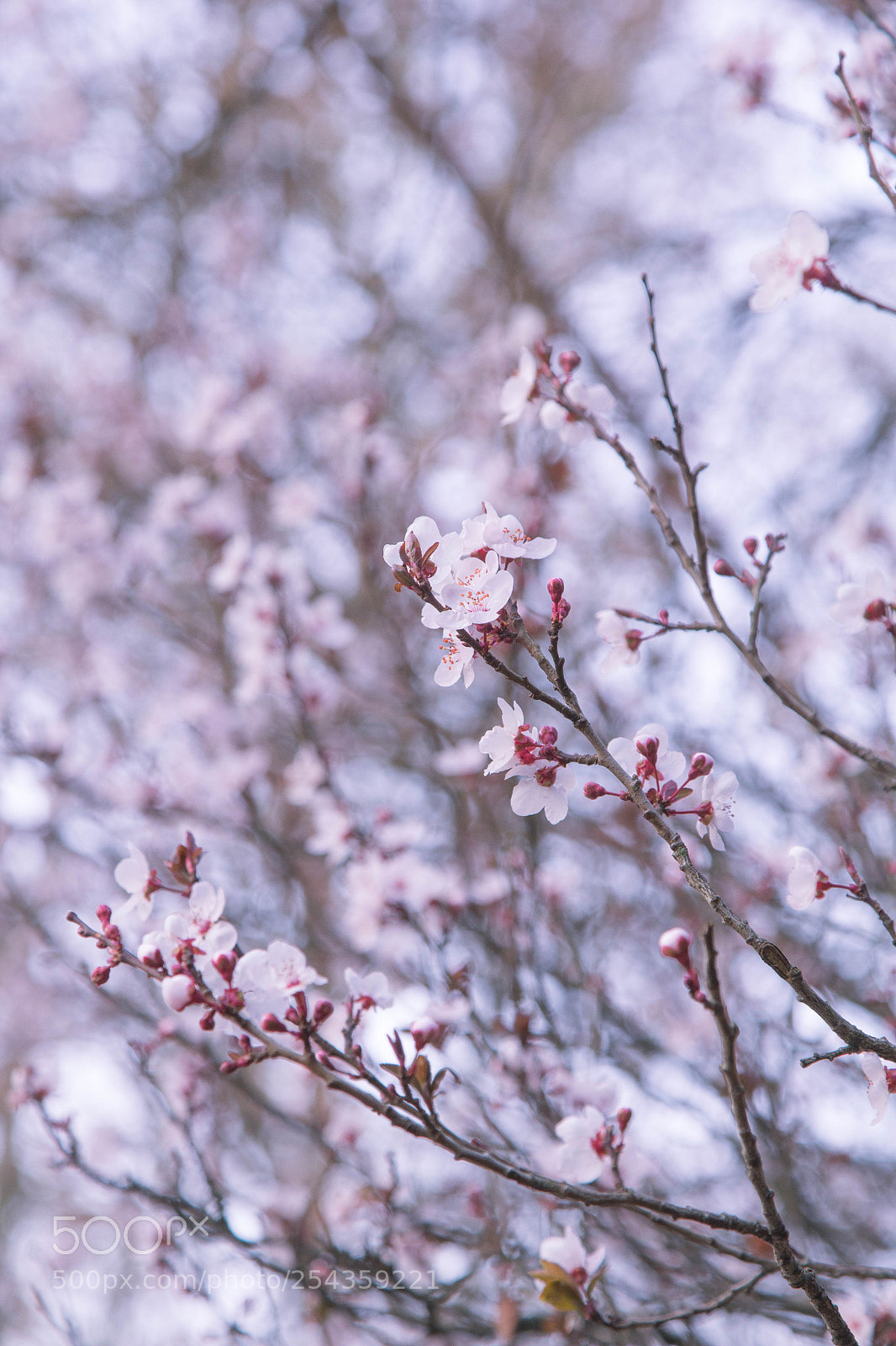 Canon EOS 60D sample photo. Mg photography