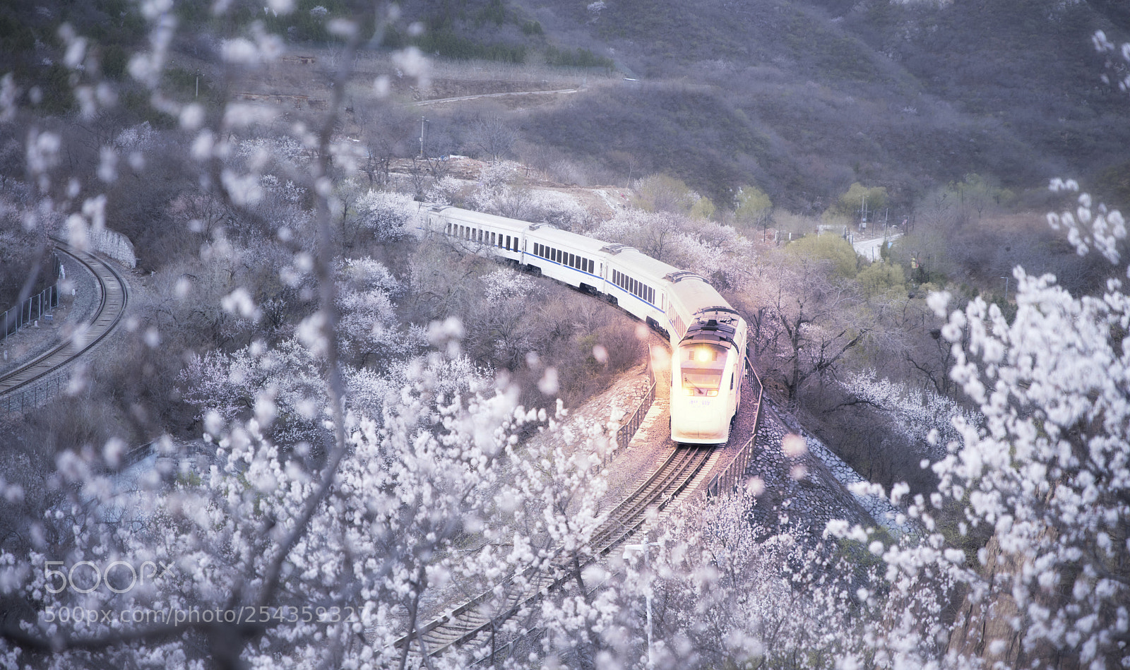 Nikon D810 sample photo. Train in flower photography