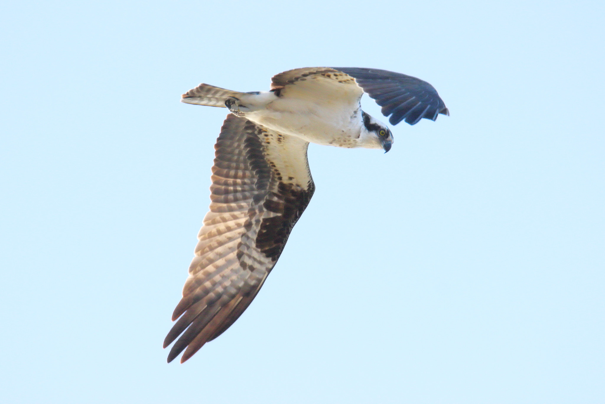 Tamron SP 150-600mm F5-6.3 Di VC USD sample photo. Osprey at twelve o'clock photography
