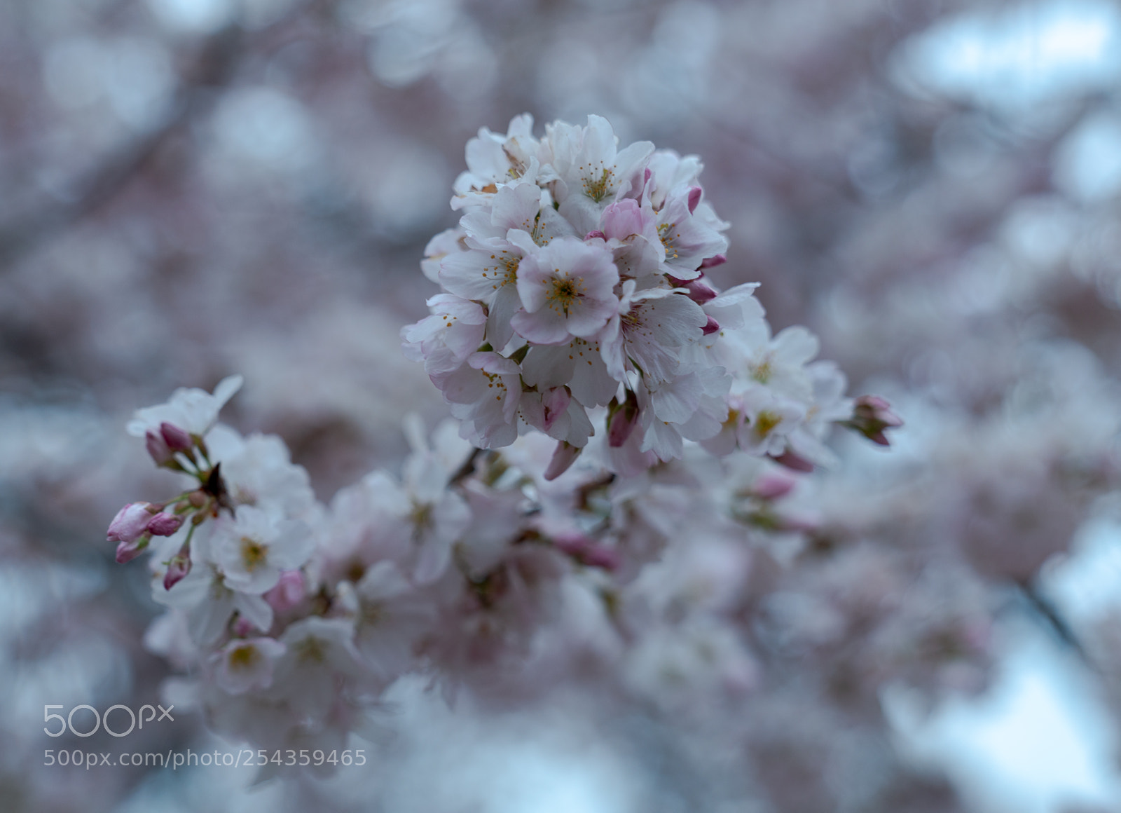 Sony a7R III sample photo. Cherry blossom photography