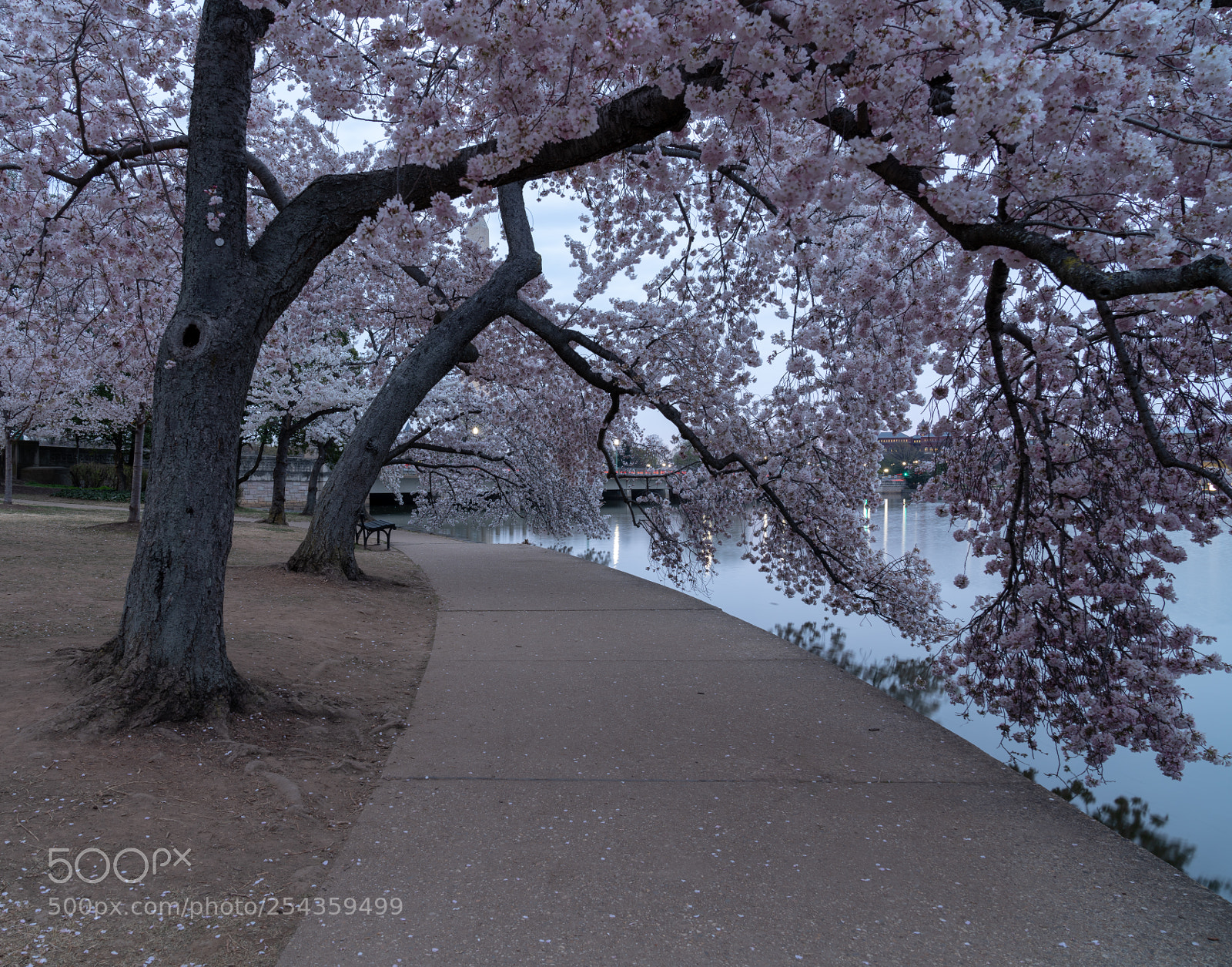 Sony a7R III sample photo. Cherry tree path photography