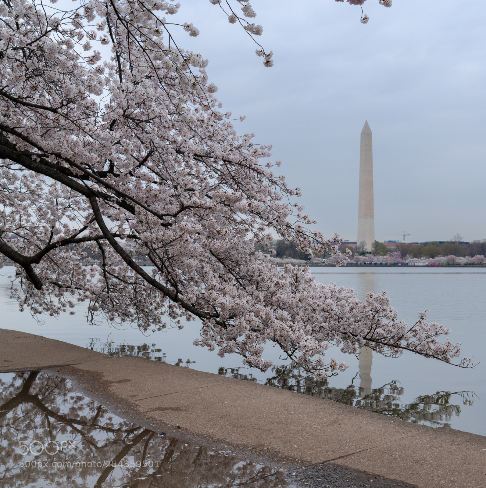 Sony a7R III sample photo. Cherry blossom reflection photography