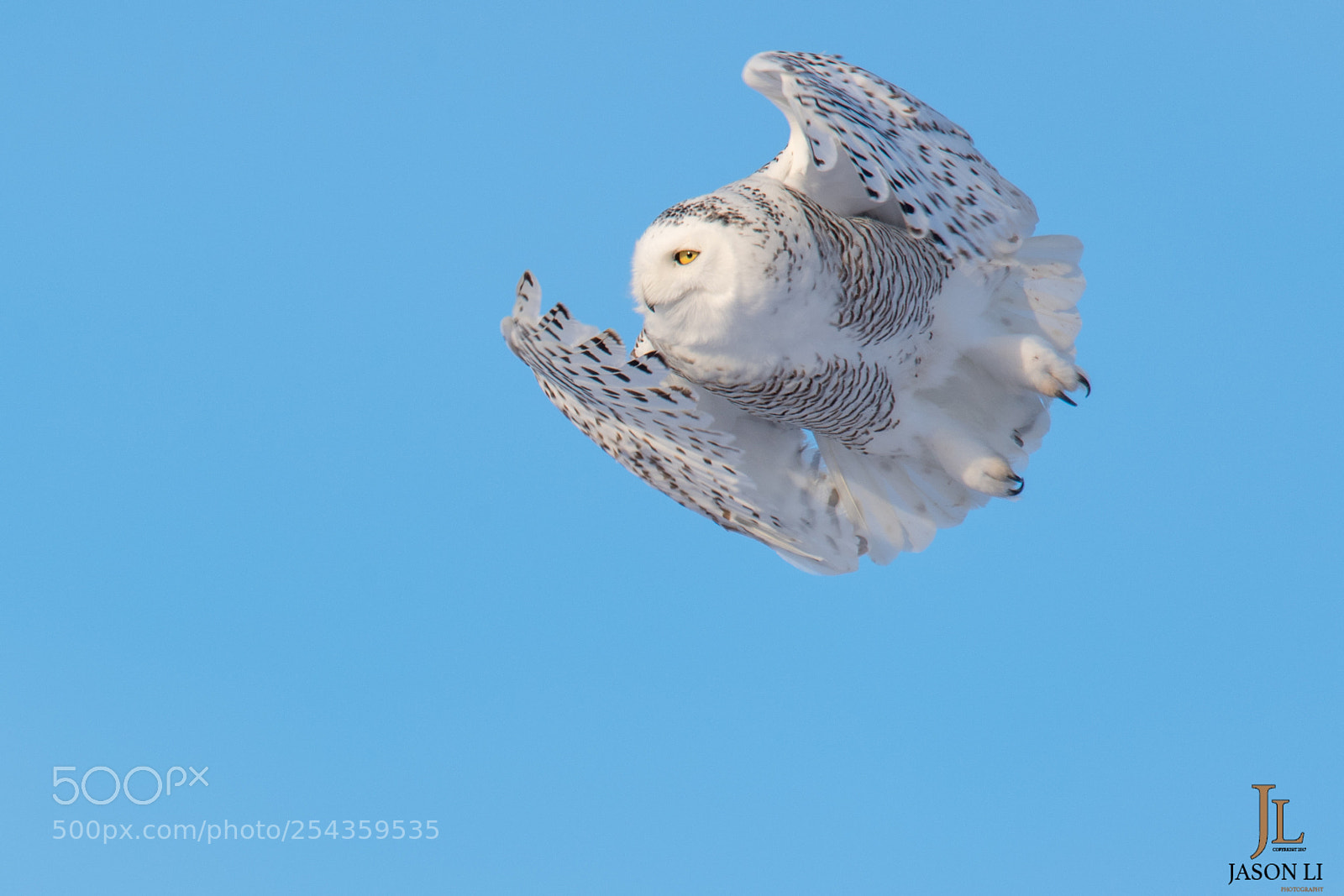 Nikon D5 sample photo. Snowy owl photography
