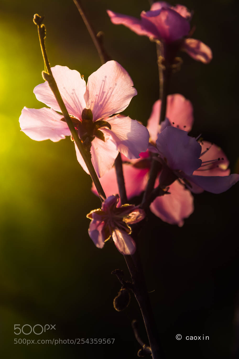 Nikon D7200 sample photo. Untitled photography