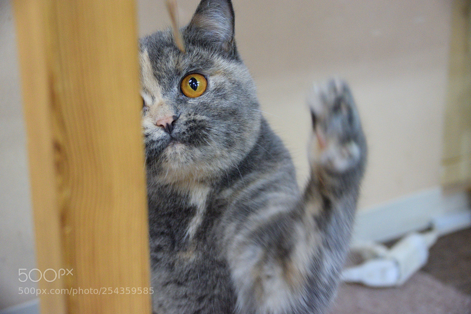 Nikon D5300 sample photo. Punching cat photography