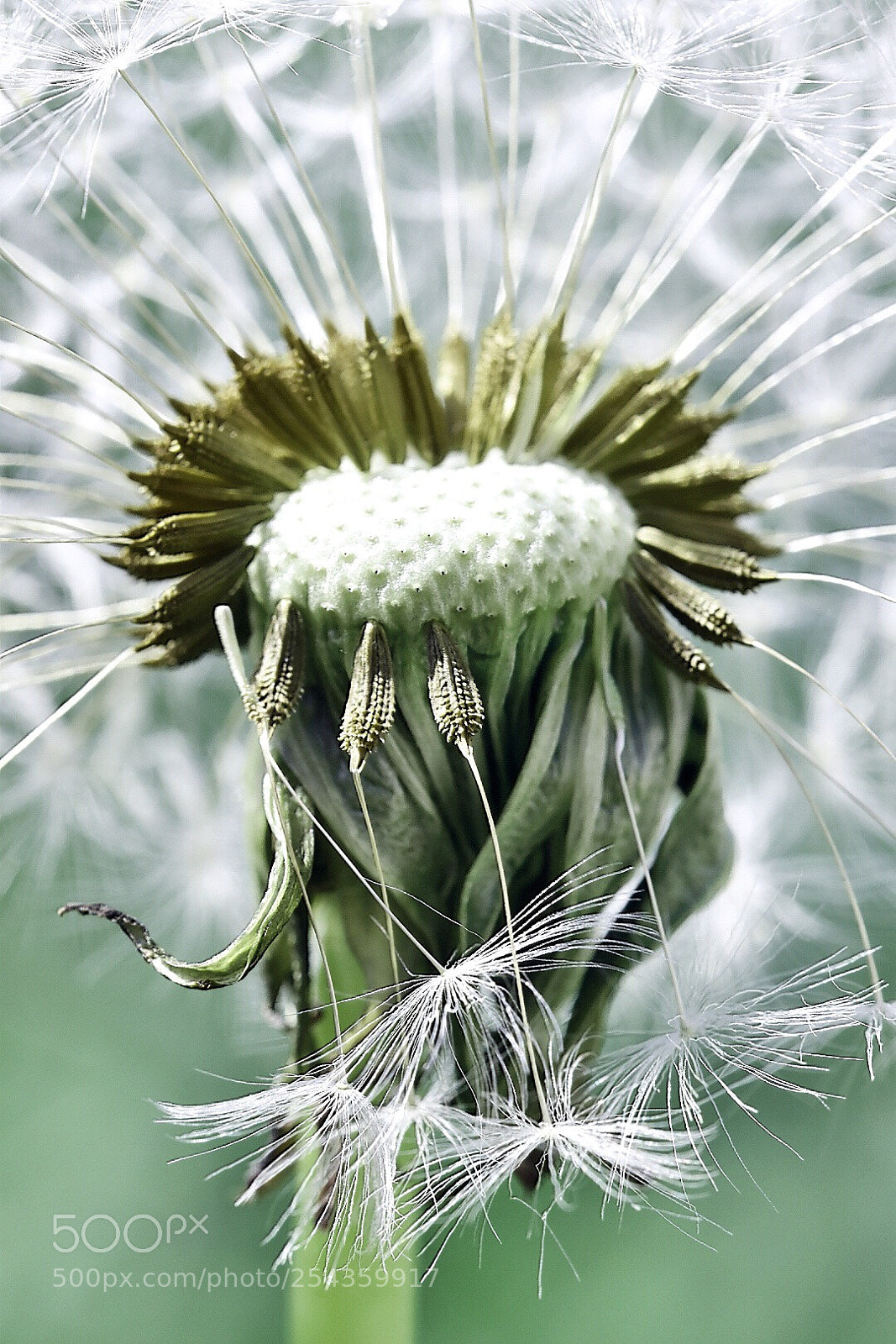 Nikon D5600 sample photo. Dandelion silver dance photography