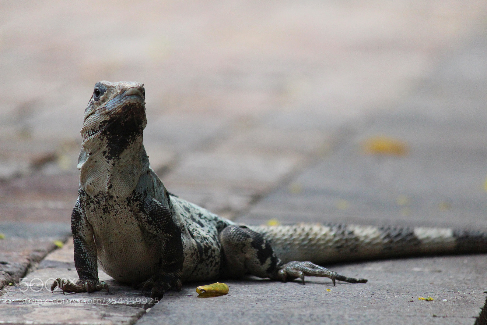 Canon EOS 650D (EOS Rebel T4i / EOS Kiss X6i) sample photo. Cozumel mexico iguana  photography
