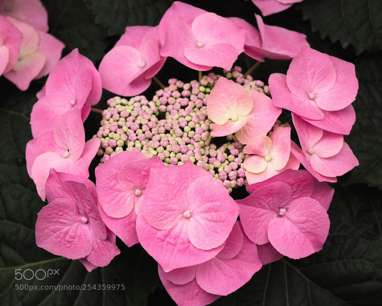 Canon EOS 800D (EOS Rebel T7i / EOS Kiss X9i) sample photo. Pink hydrangea / hortensia photography