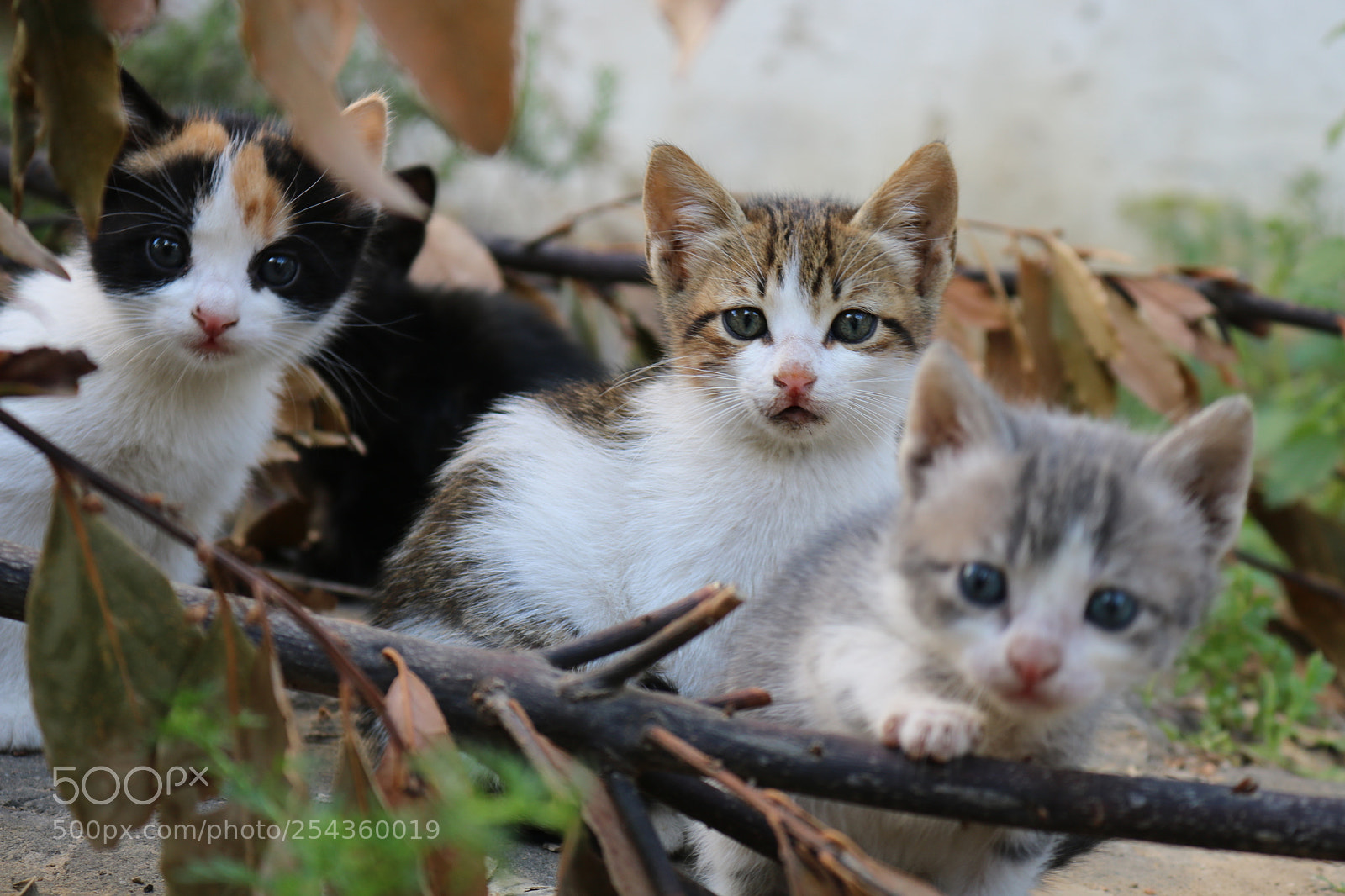 Canon EOS 750D (EOS Rebel T6i / EOS Kiss X8i) sample photo. Img photography