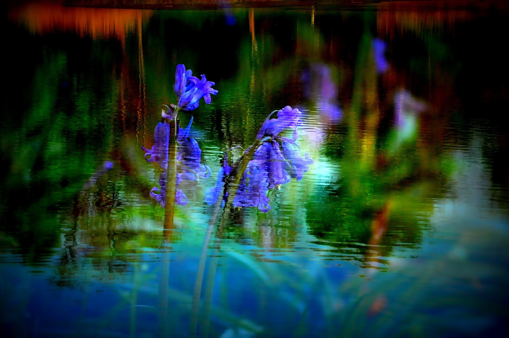Nikon D90 sample photo. Blue hyacinth photography