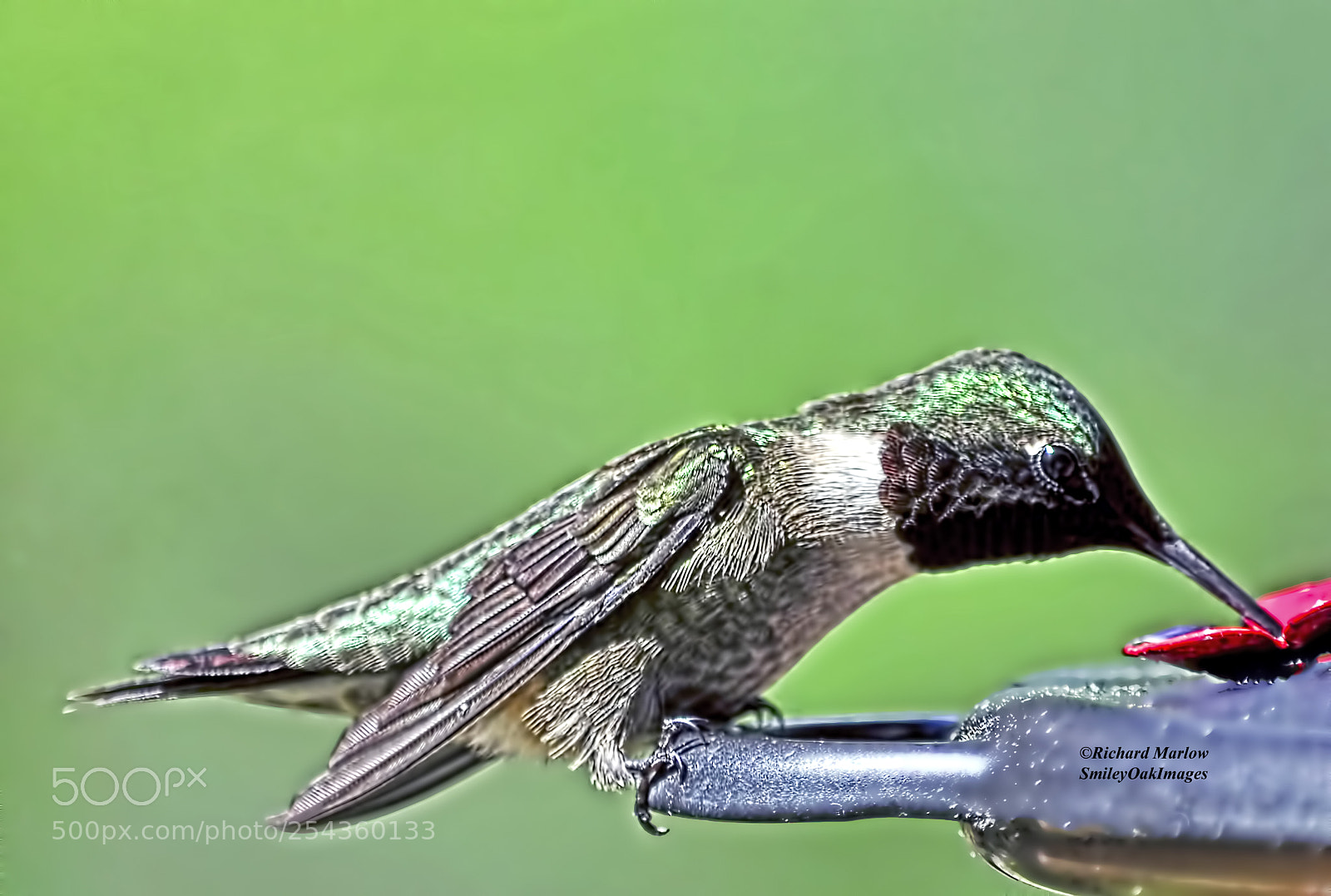 Nikon D5000 sample photo. Hummingbird photography