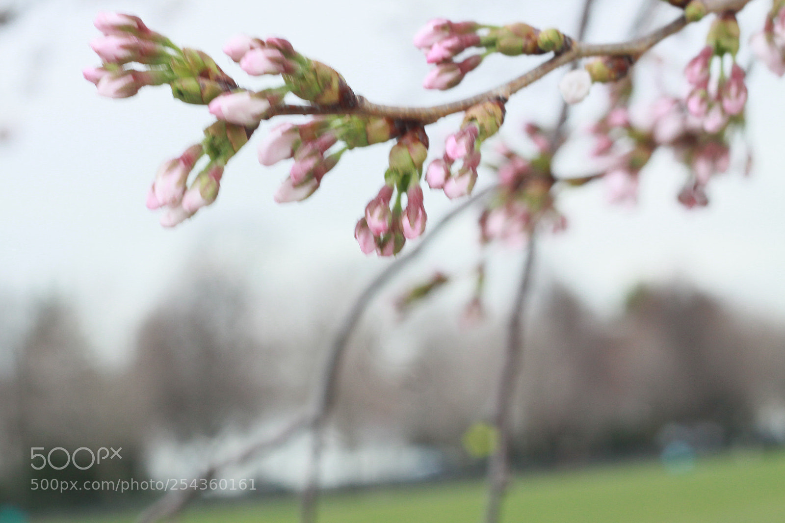 Canon EOS 50D sample photo. Img photography