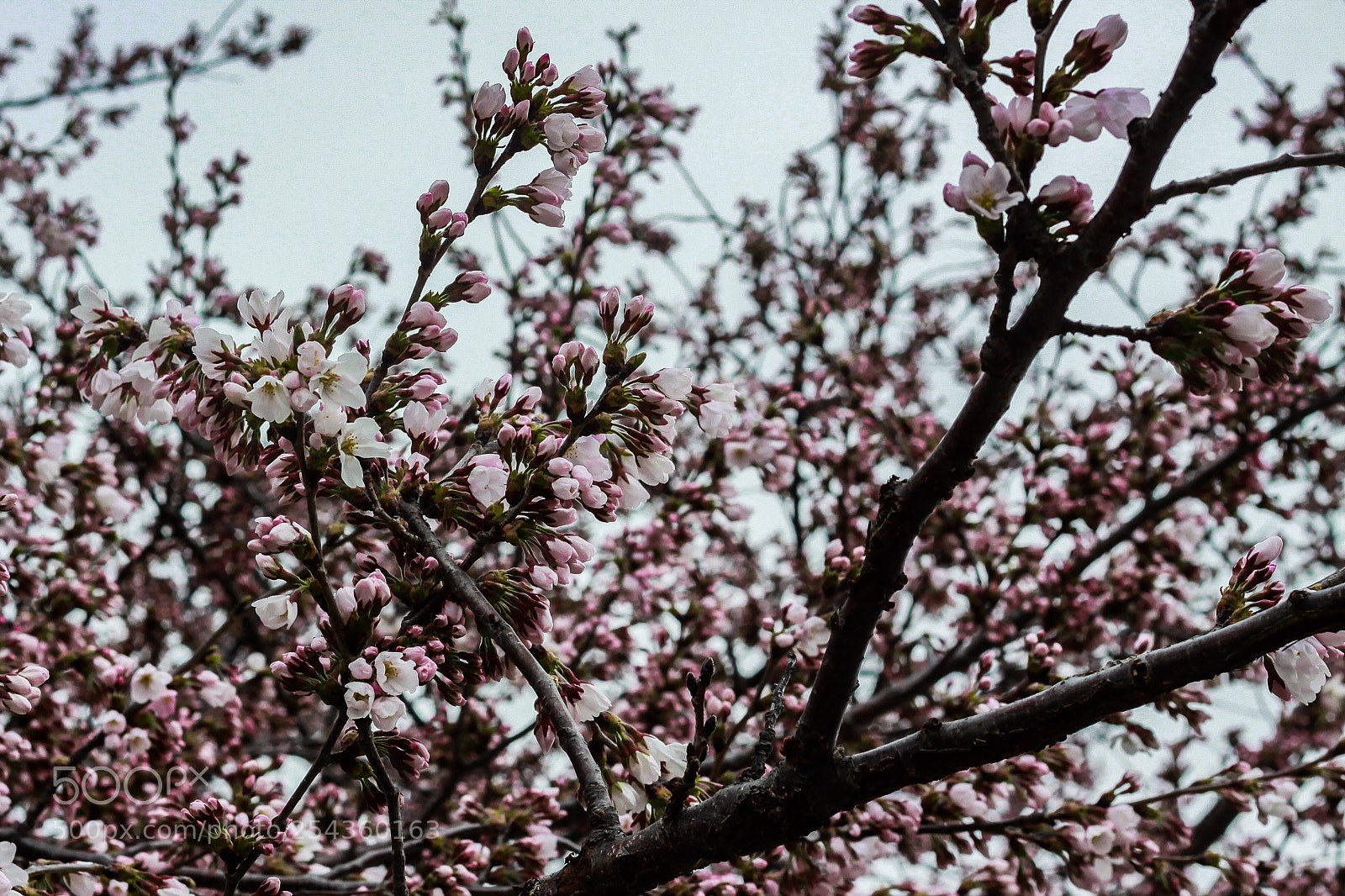 Canon EOS 50D sample photo. Img photography