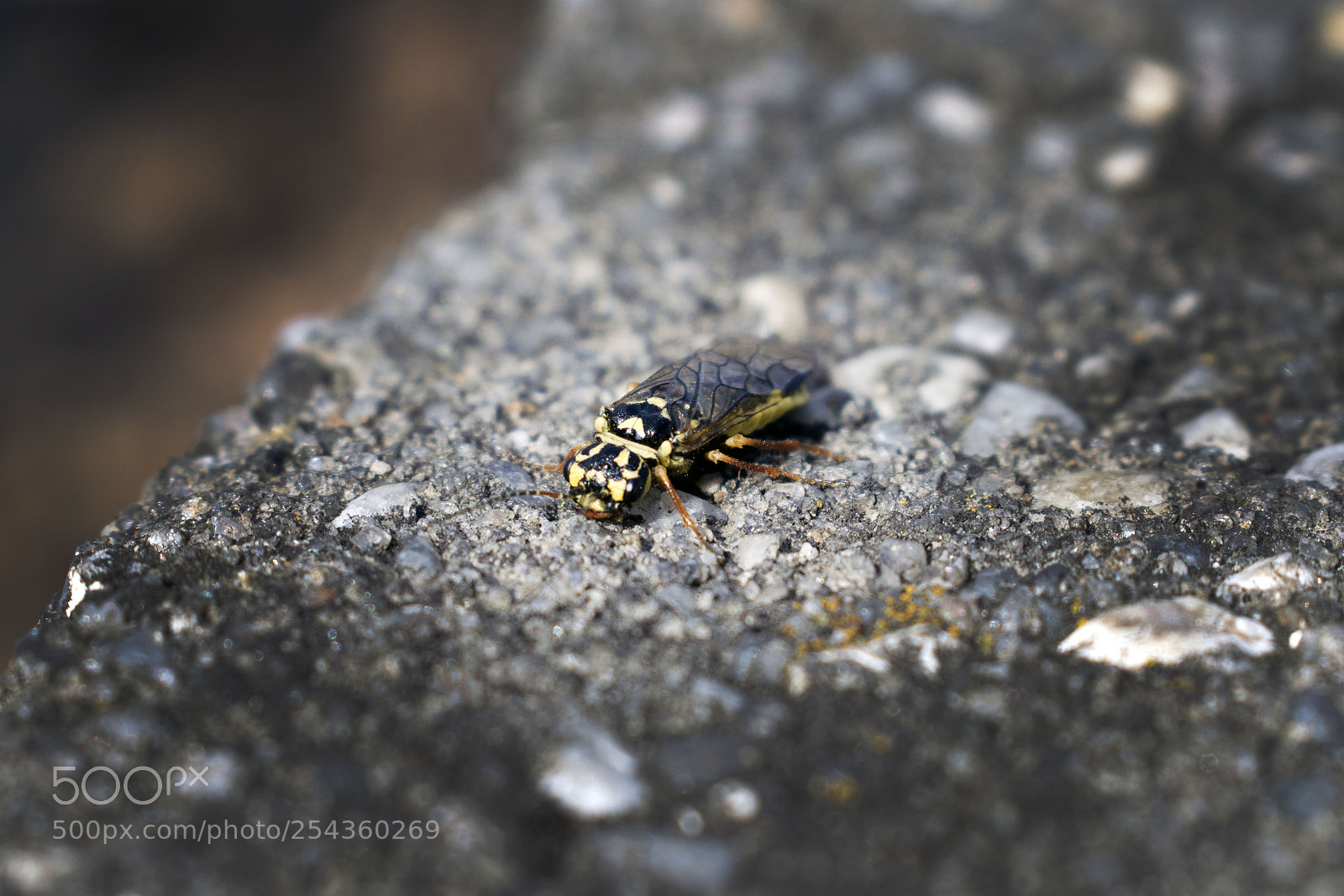 Nikon D3300 sample photo. Sign of spring photography