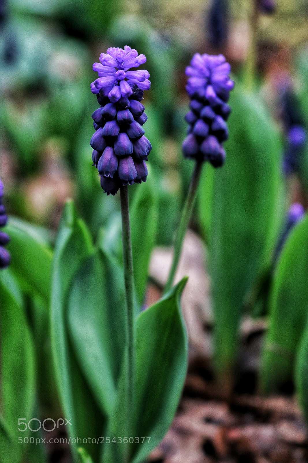 Canon EOS 750D (EOS Rebel T6i / EOS Kiss X8i) sample photo. So purple photography