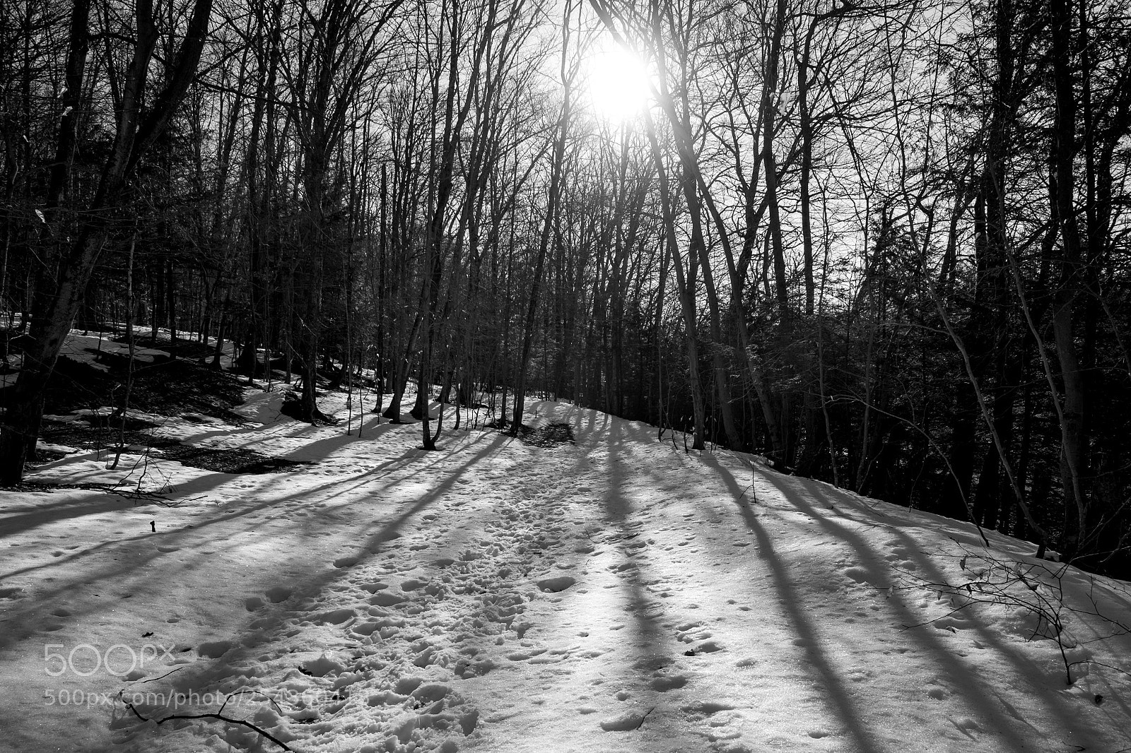 Fujifilm X-T1 sample photo. Through the thick photography