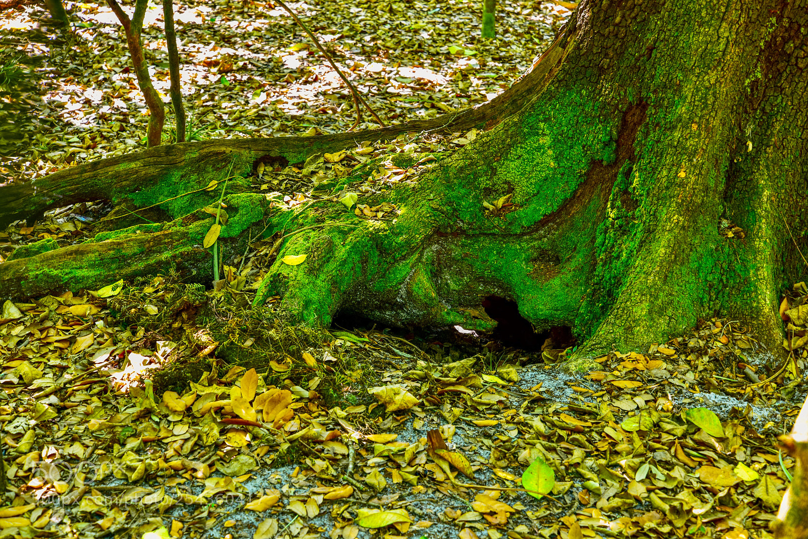 Nikon D810 sample photo. Mossy  photography