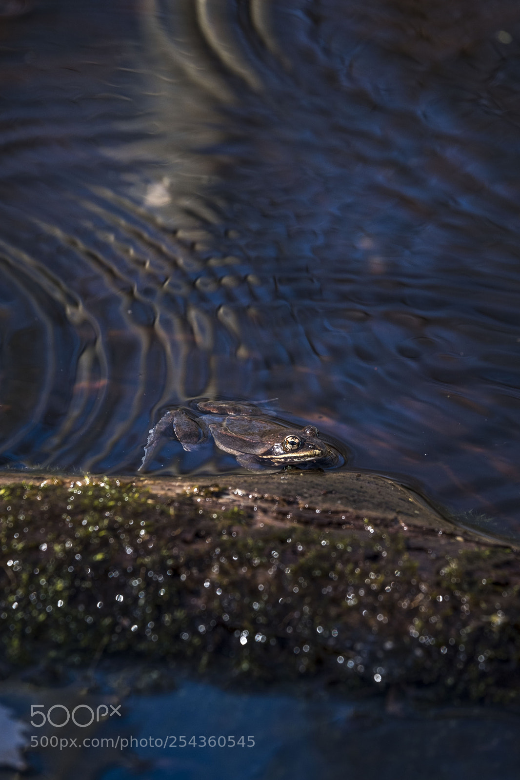 Fujifilm X-T2 sample photo. Rippling frog photography