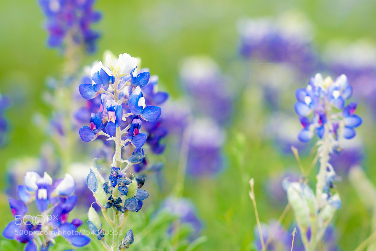 Sony a6500 sample photo. Texas bluebonnets photography