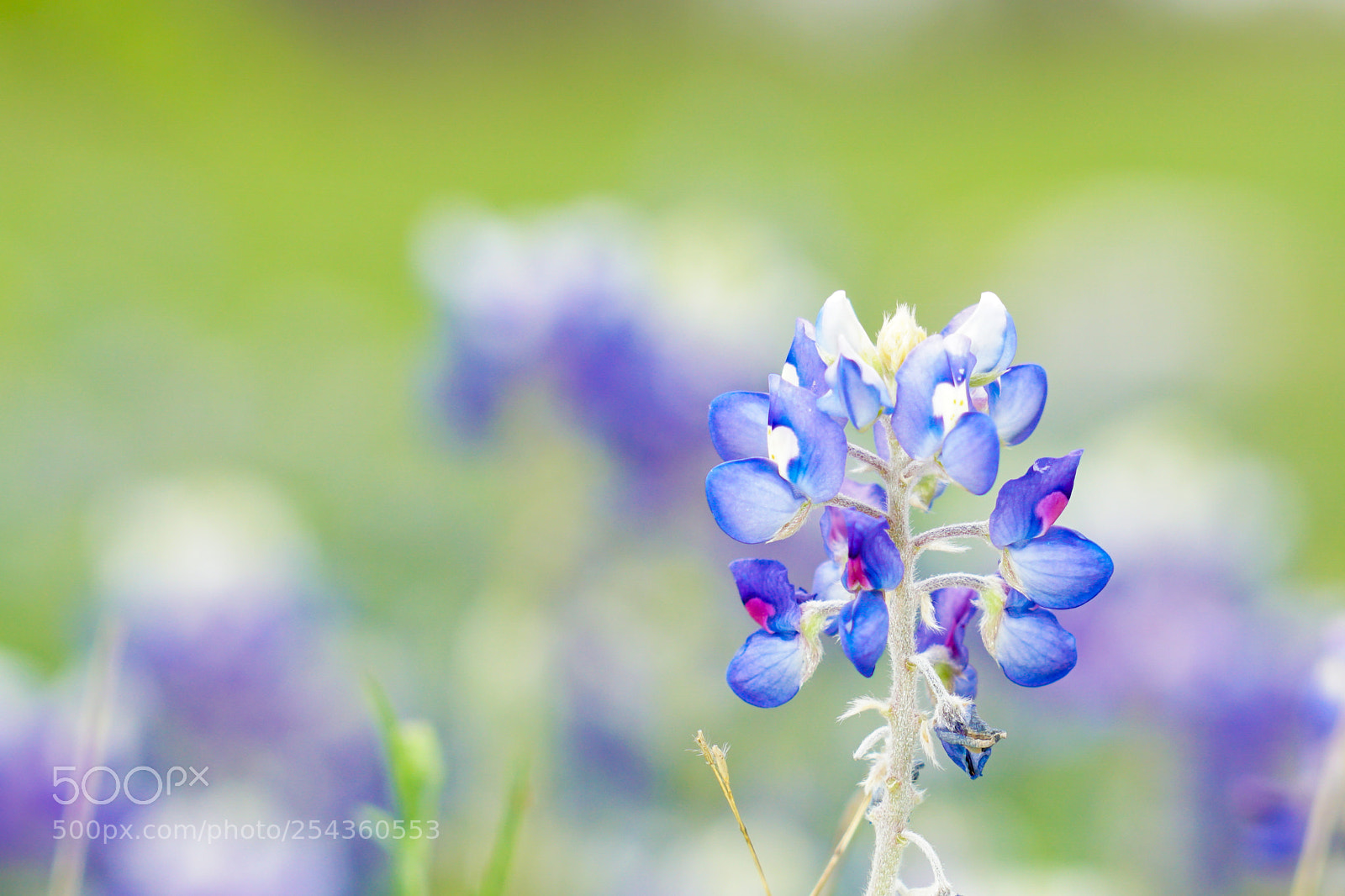 Sony a6500 sample photo. Texas bluebonnets photography