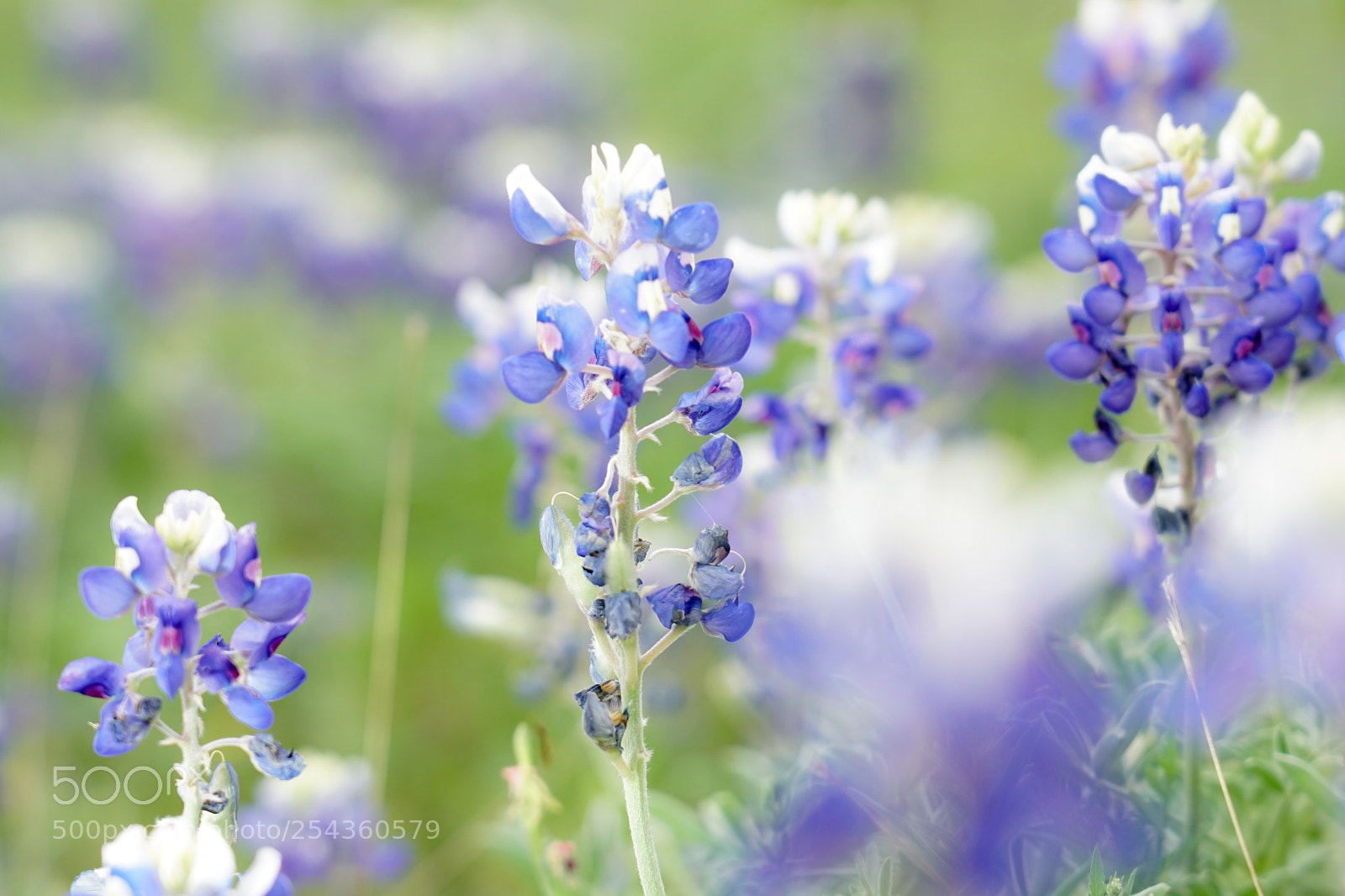 Sony a6500 sample photo. Texas bluebonnets photography