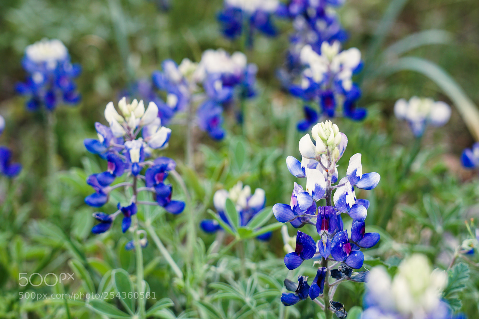 Sony a6500 sample photo. Texas bluebonnets photography
