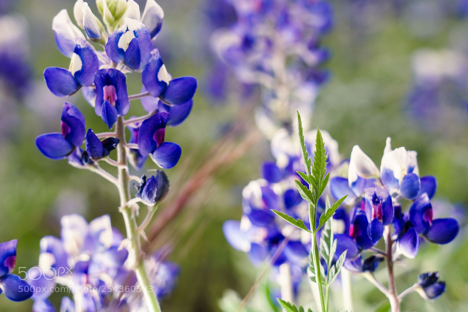 Sony a6500 sample photo. Texas bluebonnets photography