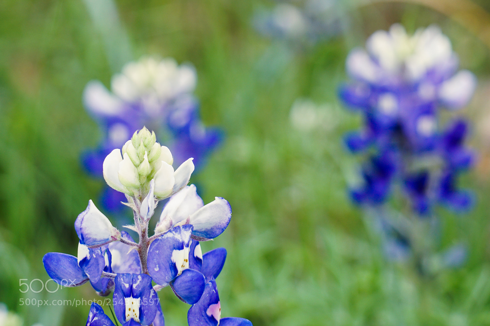 Sony a6500 sample photo. Texas bluebonnets photography
