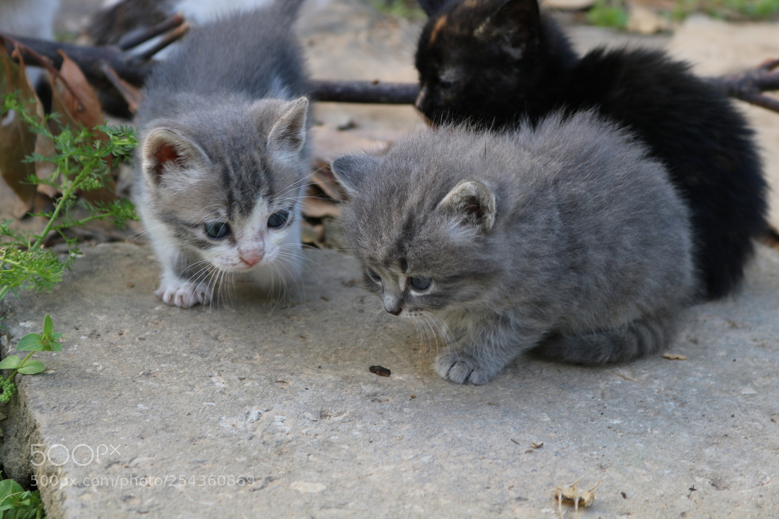 Canon EOS 750D (EOS Rebel T6i / EOS Kiss X8i) sample photo. Img photography