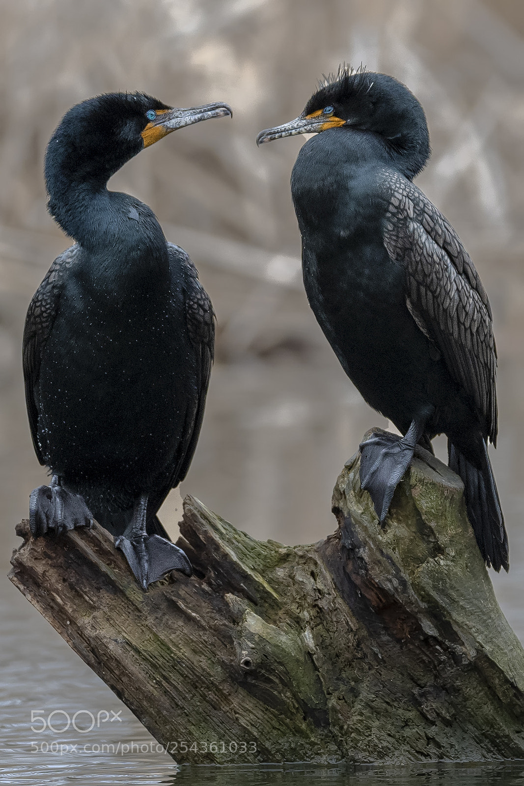 Nikon D850 sample photo. Double crested cormorants photography