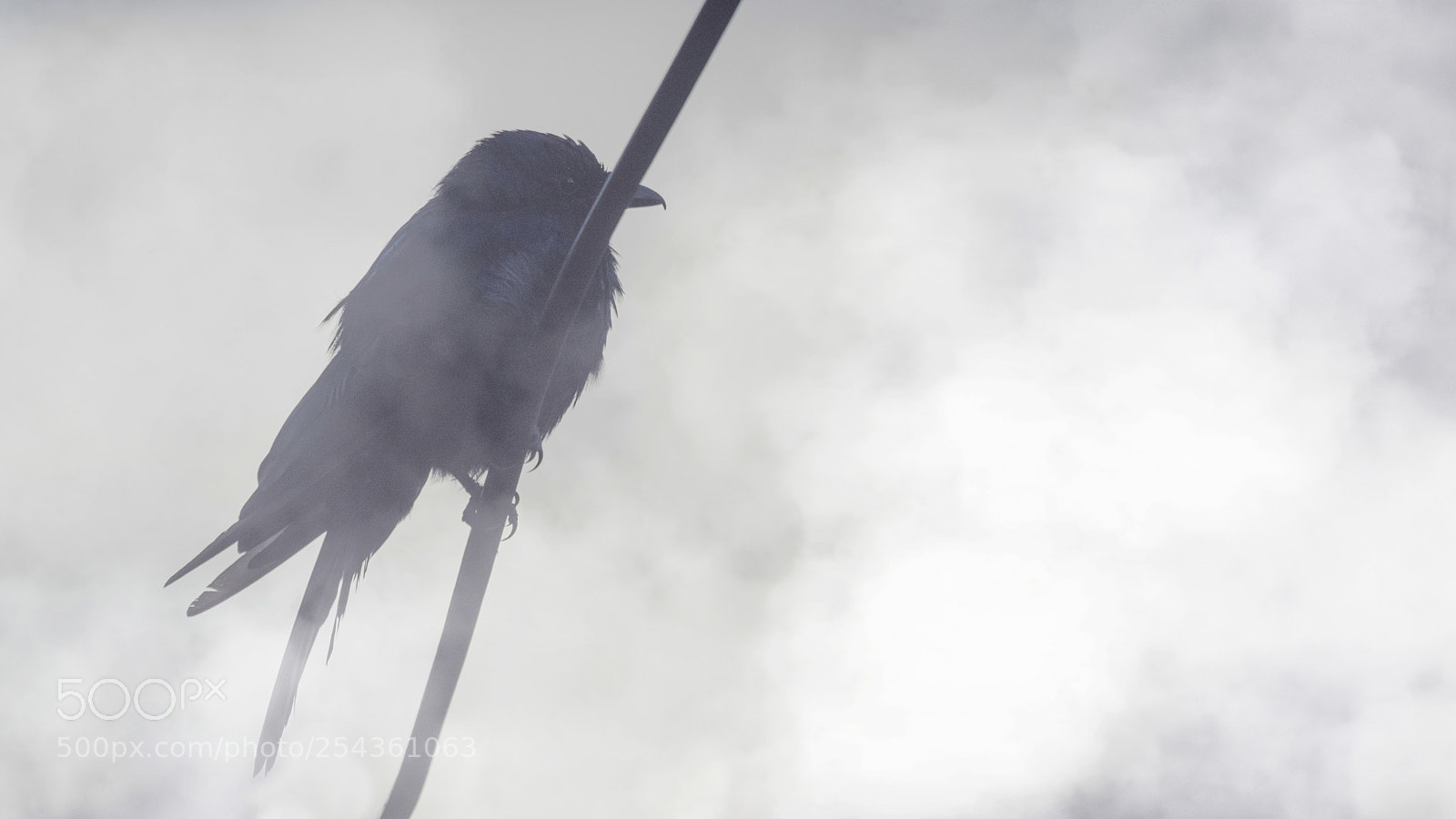 Nikon D7100 sample photo. Fading into the mist! photography
