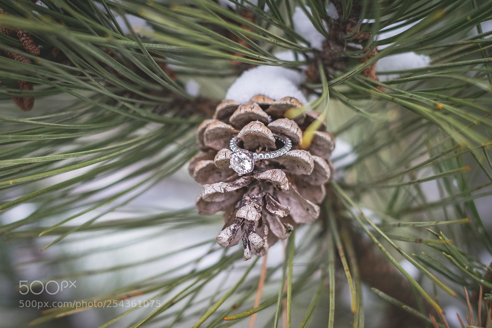Fujifilm X-T1 sample photo. Ring two photography