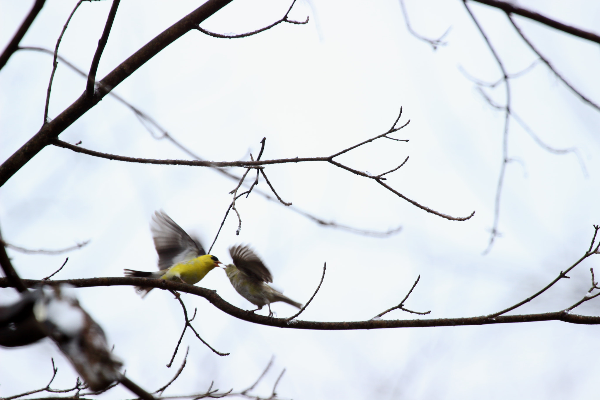 Canon EF 100-400mm F4.5-5.6L IS USM sample photo. When they fight they fight. photography