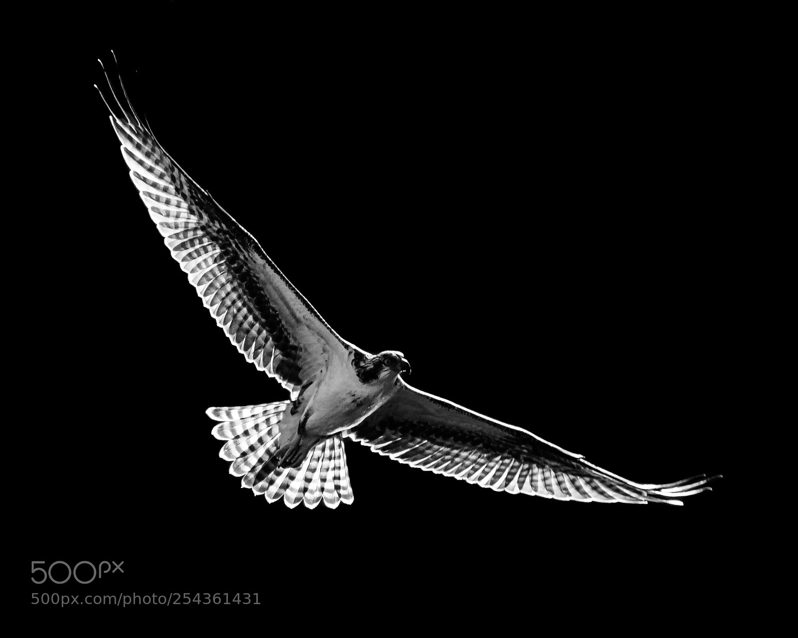 Sony a9 sample photo. Osprey flight viii photography