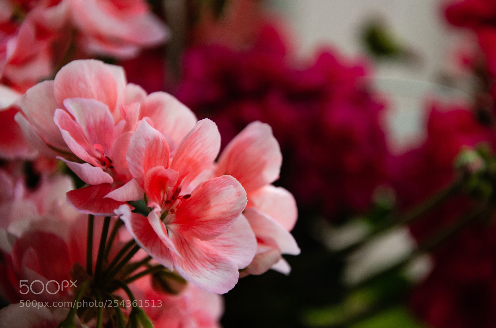 Nikon D3000 sample photo. Pink flower photography