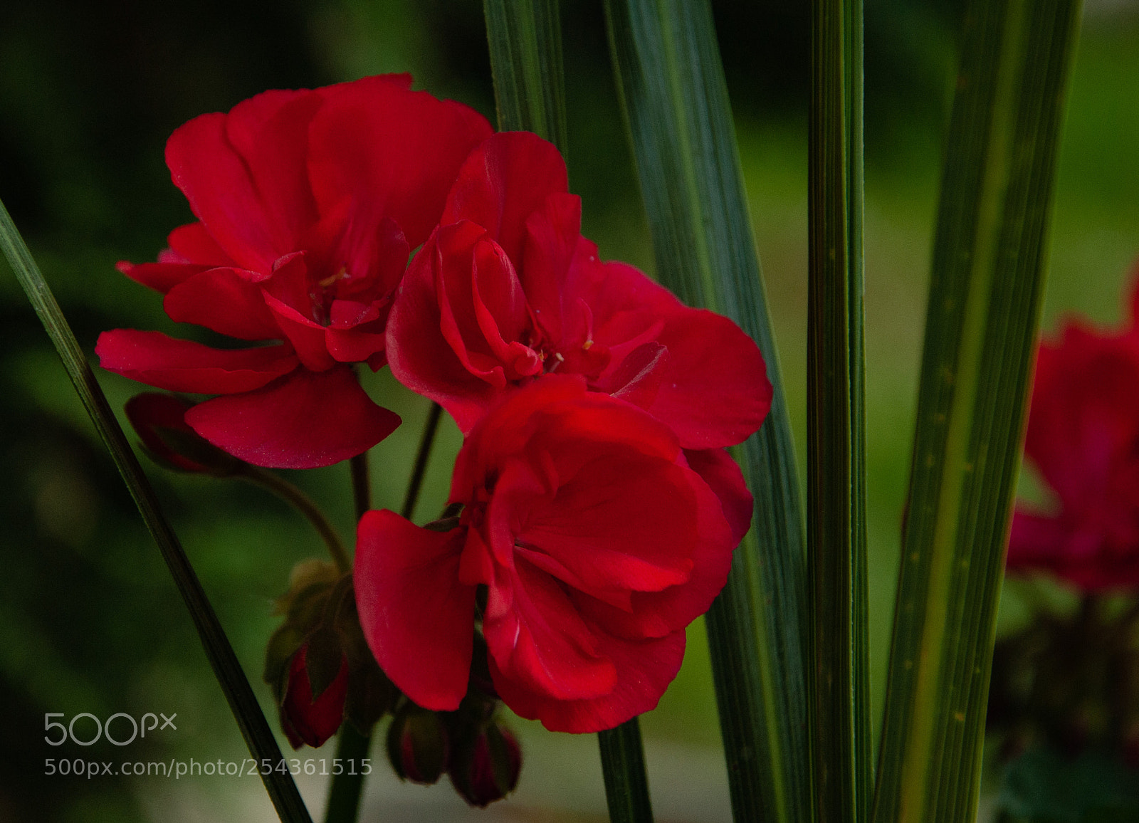 Nikon D3000 sample photo. Red flower photography