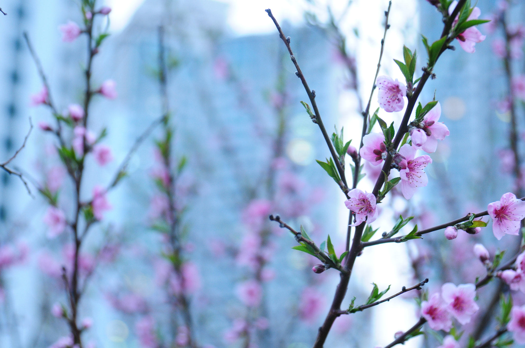 Nikon AF Nikkor 24-85mm F2.8-4D IF sample photo. Springtime photography