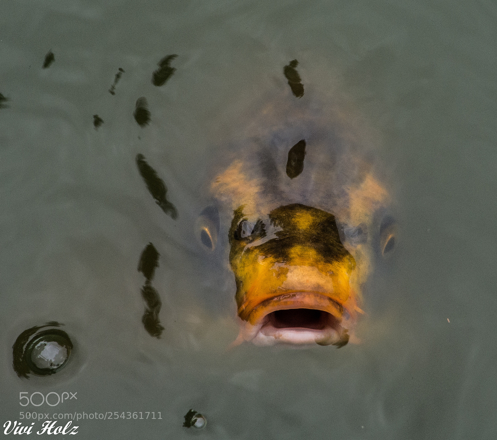 Nikon D7200 sample photo. Koi photography