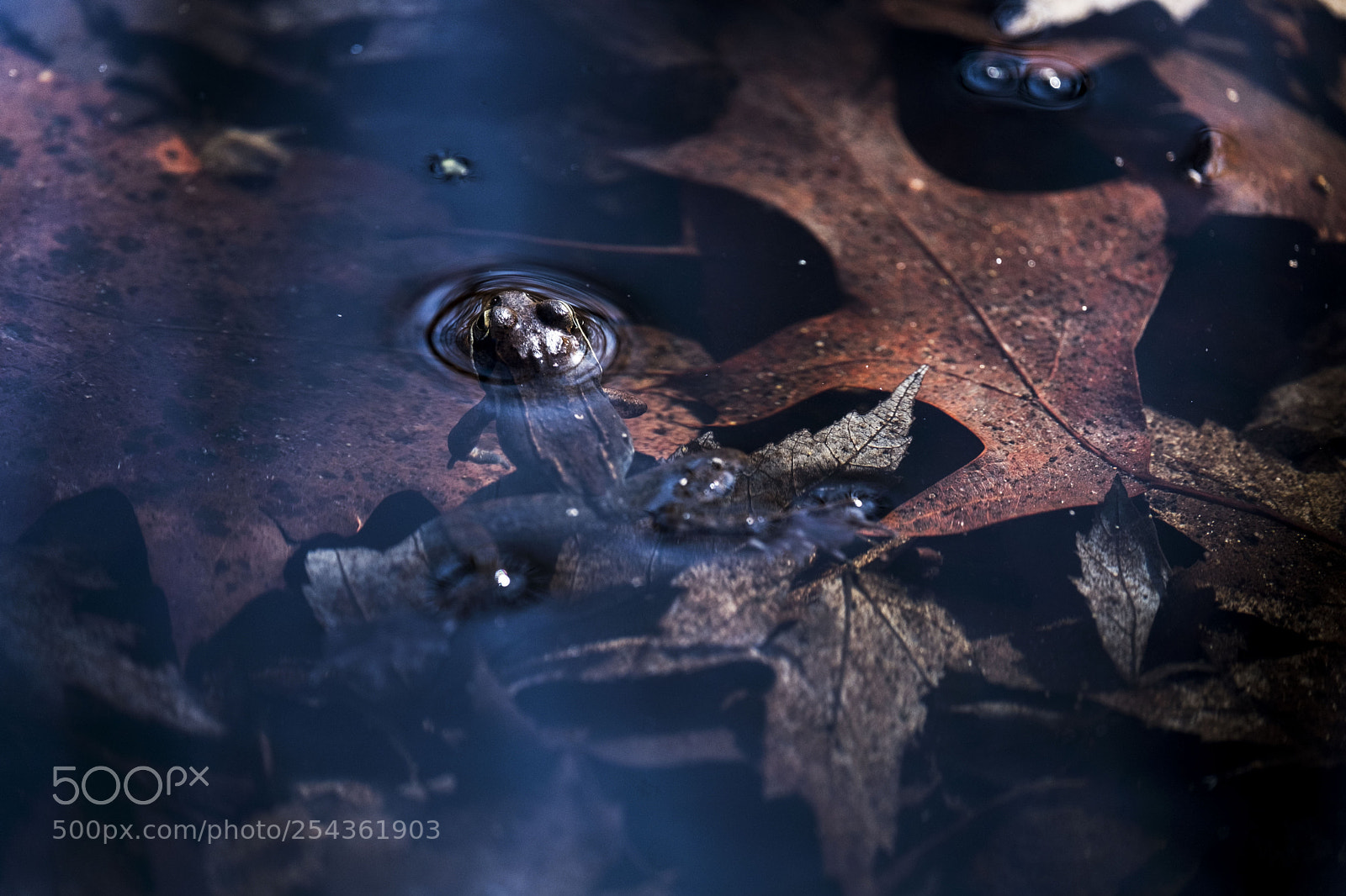Fujifilm X-T2 sample photo. Peeping frog photography