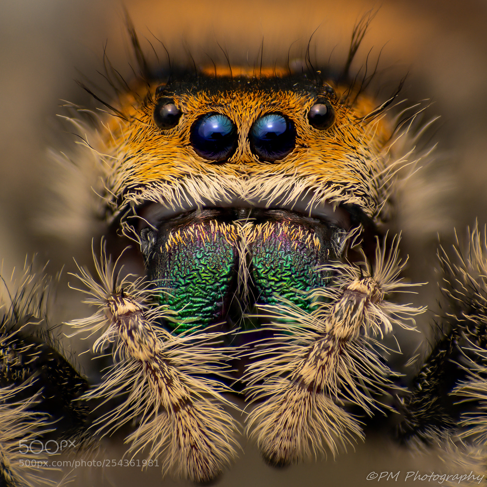 Nikon D500 sample photo. Regal jumper photography