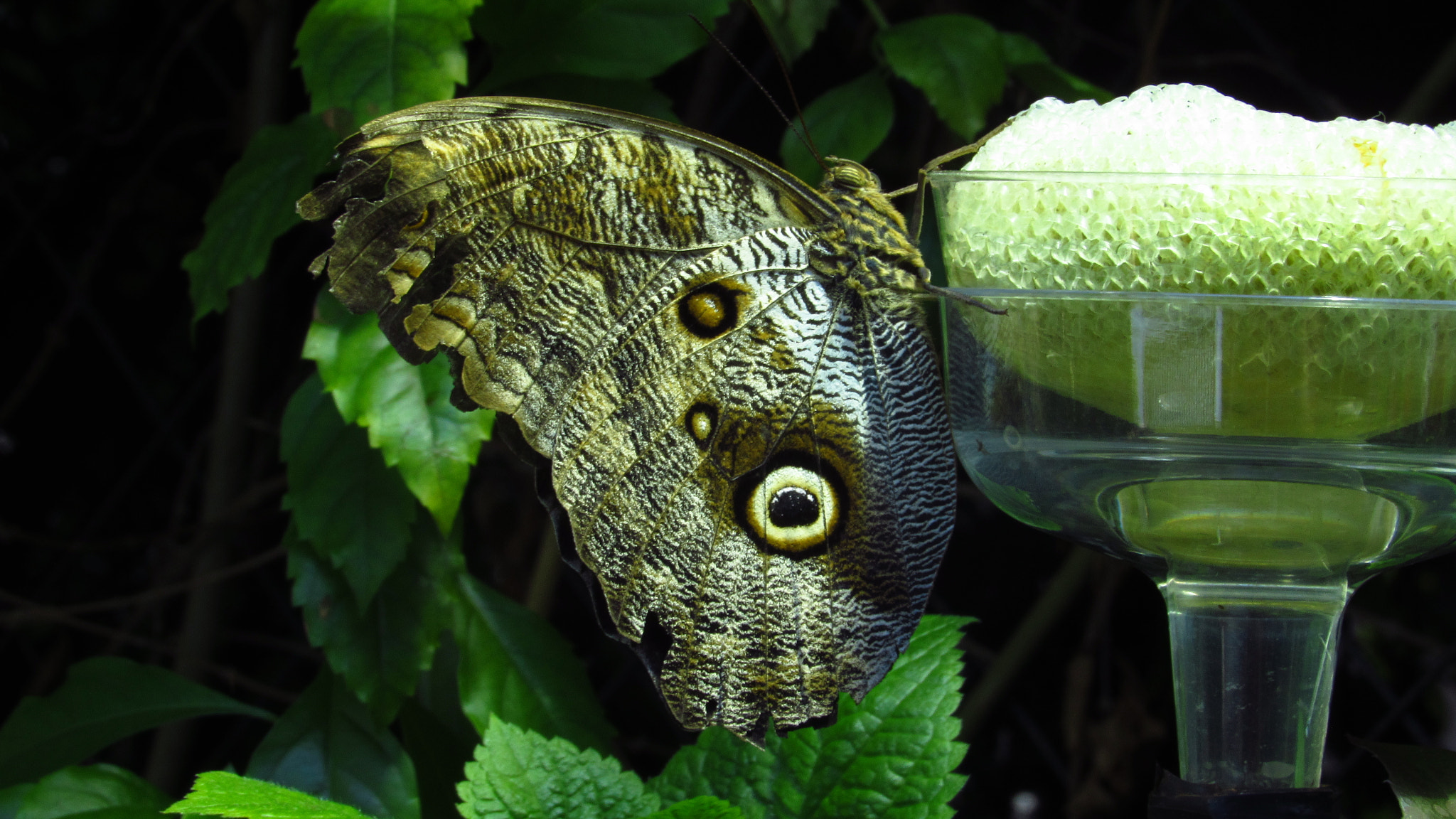 Canon PowerShot SX520 HS sample photo. Butterfly in boston museum photography
