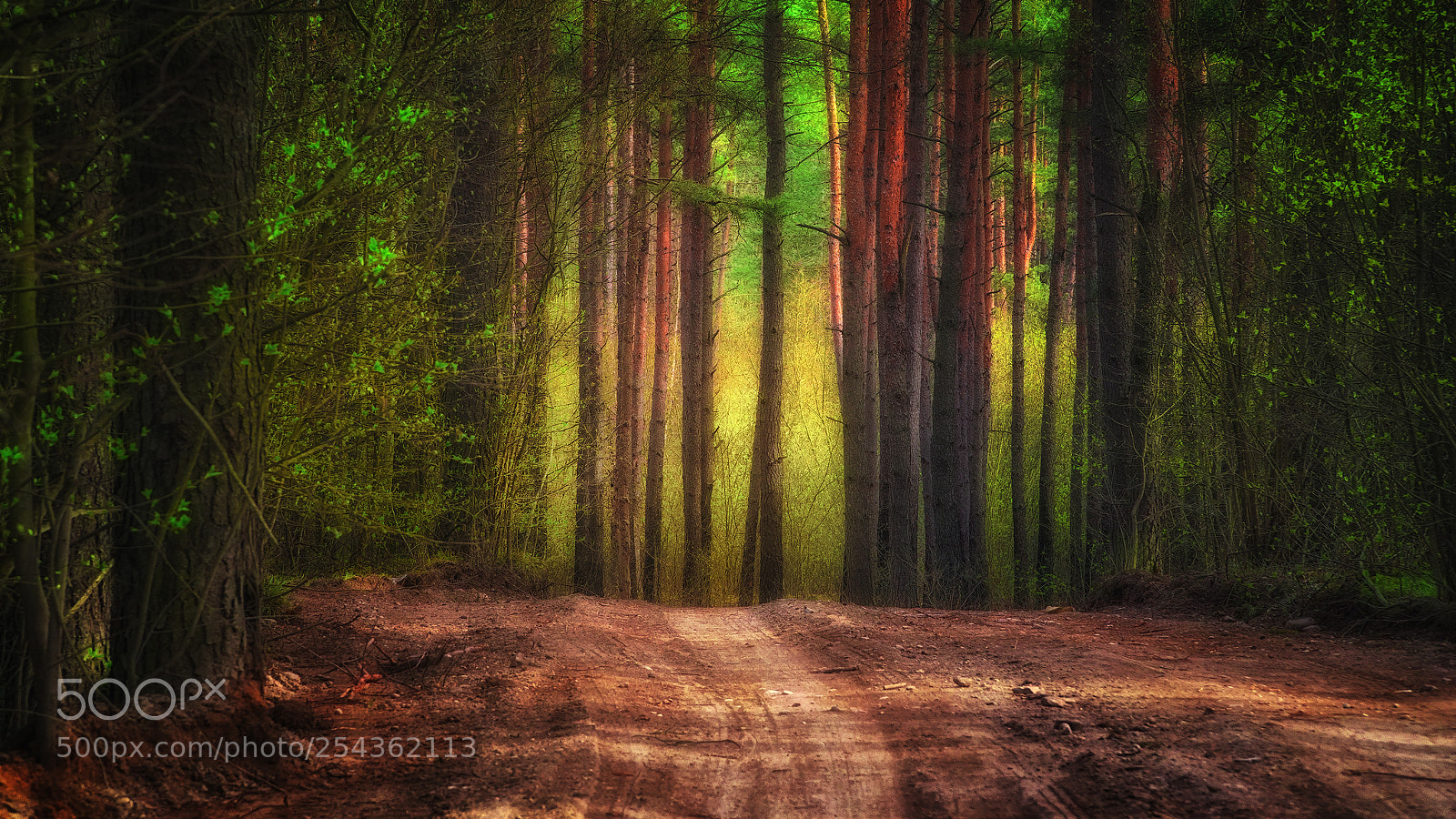 Sony a6000 sample photo. Sunlight in the forest photography